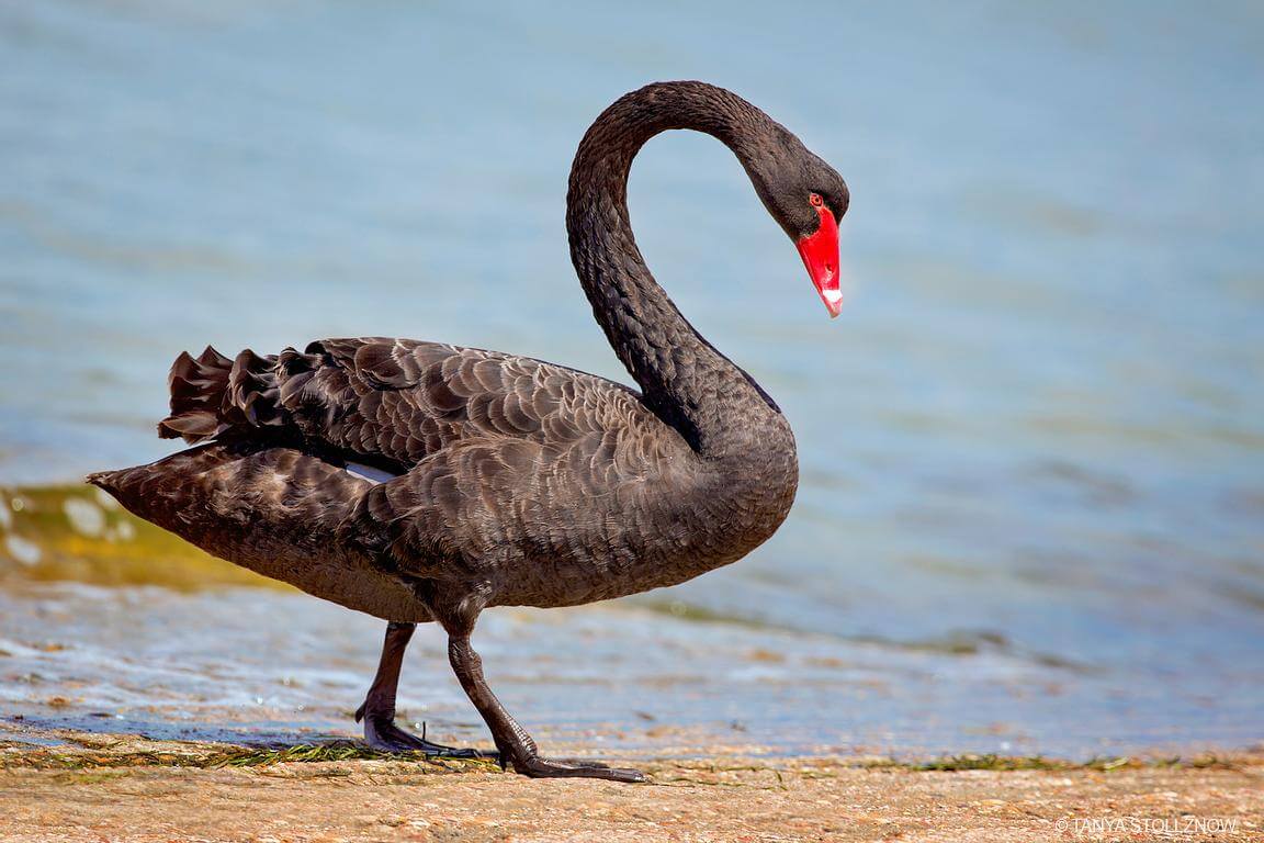 A “Black Swan” in Economics